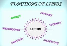 lipids definition clification