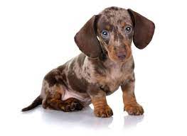 The dachshund, or wiener dog, is a lively, clever a dachshund can be a good fit for a novice owner as long as they attend obedience and puppy training classes. 1 Dachshund Puppies For Sale By Uptown Puppies