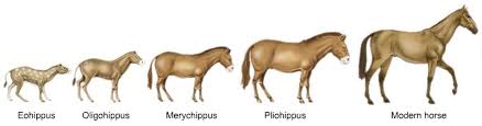 Horse Evolution Diagram Wiring Diagrams