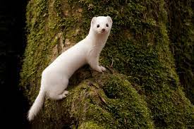 Image Of The Day White Weasel The