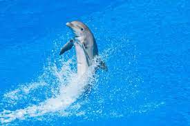 free dolphin images