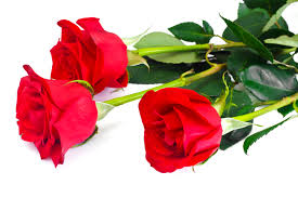 rose flower stock photos images and