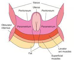 pelvic floor incl pfmt flashcards