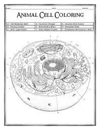 Color a plant cell and identify functions. Animal Cell Coloring Worksheets Teaching Resources Tpt