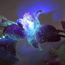 They are easy to use. Glow In The Dark Flowers Dark Flowers Glowing Flowers Glow In The Dark