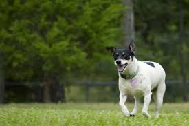 get to know the rat terrier a feisty