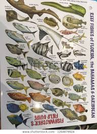 Tropical Fish Chart Stock Photo Edit Now 1264879924