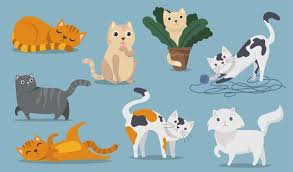 Download free cats wallpapers and desktop backgrounds! Brown White Cat Images Free Vectors Stock Photos Psd