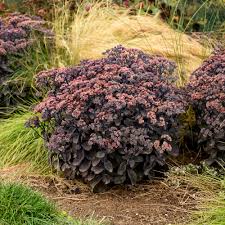 black stonecrop sedum hybrid