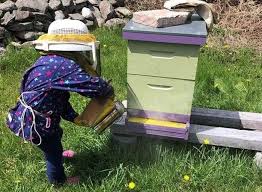 Checking Hives