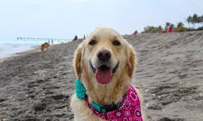 the 10 best dog friendly beaches in the