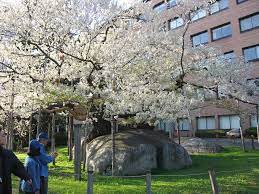 石割桜 - Wikipedia