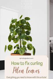 We did not find results for: Pilea Leaves Curling 7 Easy Fixes Sprouting Indoors Succulent Cactus And Houseplant Tips