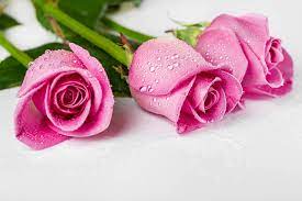 Wallpaper Roses Pink color Drops ...