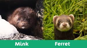 Both ferrets and polecats belong to the weasel family. Stoat Vs Ferret