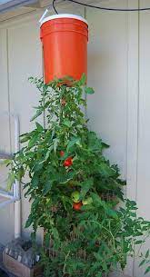 tips for growing tomatoes upside down