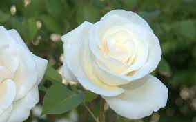 beautiful white rose