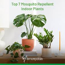 Top 7 Mosquito Repellent Indoor Plants