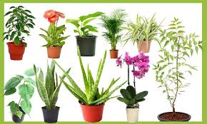 Best Plants To Increase Oxygen Levels
