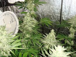 Growing Cannabis With Botanicare Nutrients Alchimia Blog