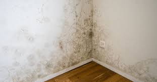 toxic black mold poisoning what you
