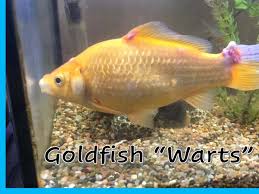 what causes ps on goldfish fish vet