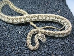 coastal jaguar carpet pythons at aar