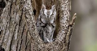 Eastern Screech Owl Overview All About