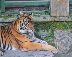 It was created in 1933 when two existing zoos in the city (cimindi zoo and dago atas zoo) were combined and moved to the current location on taman sari street. Panduan Lengkap Wisata Kebun Binatang Gembira Loka Yogyakarta