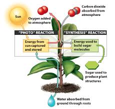 Photosynthesis Definitions And Steps