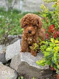 chocolate toy poodle puppies in egypt