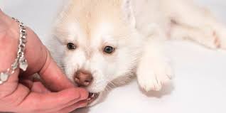 Feeding Siberian Husky Puppies Huskypuppiesinfo Com