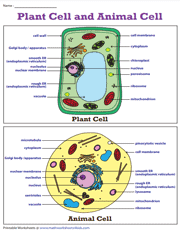 plant and cell worksheets