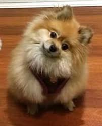We have all seen advertisements for teacup pomeranian puppies for sale, or mini pomeranian puppies for sale. Pomeranian Puppy Care Petpom