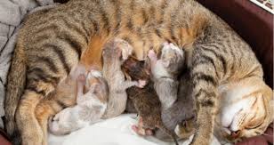 See more ideas about cat feeding, pets, feeding. My Cat Just Had Kittens What Do I Do Petcoach