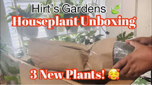houseplant unboxing from hirt s gardens