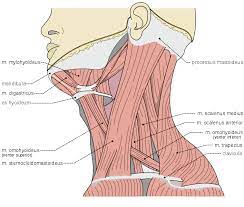 The major muscle of the back of the neck, the trapezius, is involved in movements of the scapula and is dealt with in the next section, on the muscles of the thorax. The Ventral Neck Muscles Lecturio Online Medical Library