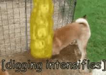 Know about dogecoin mining in 2020. Dogecoin Gifs Tenor