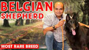 belgian shepherd rare puppy dog breed