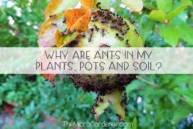 why are ants in my plants pots and