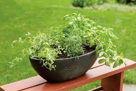 herbs that grow together in containers