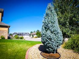 It has a low canopy, and should not be planted underneath power lines. Columnar Blue Spruce Trees For Sale Online The Tree Center