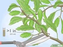 do-avocado-trees-need-pruning