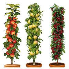 Patio fruit trees are small enough for virtually everyone to enjoy! Set Of 3 Pillar Fruit Trees