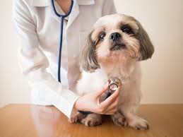 Lung cancer is most often found in older dogs over the age of eight, with the average age of diagnosis for a dog being around eleven years old. Lung Cancer In Dogs Great Pet Care