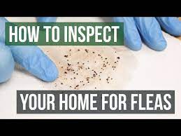 how to inspect your home for fleas 4