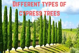13 Diffe Types Of Cypress Trees You