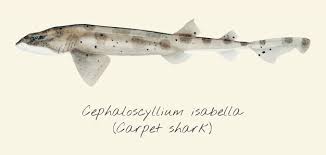 premium vector drawing of a carpet shark