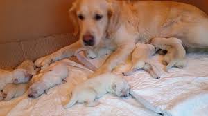Sign in and be the first to comment 24s. Golden Retriever Newborn Puppies Youtube