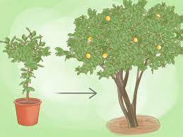 3 manières de faire pousser un citronnier à partir de graines